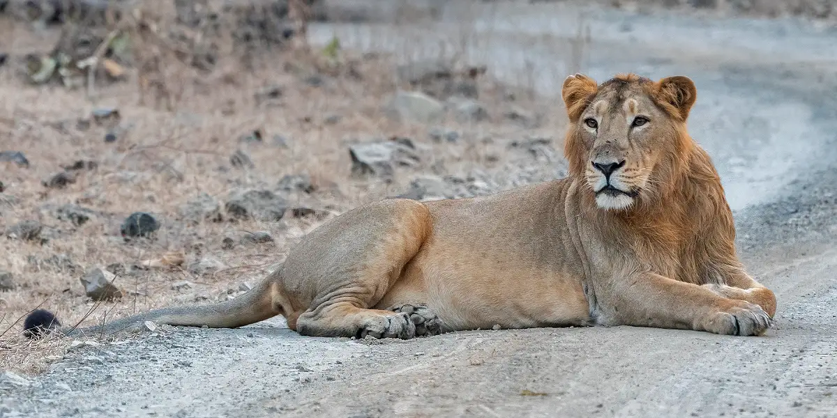 Gir National Park